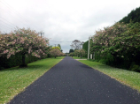 Flowering cherry, Prunus Shimidsu Sakura | Rukuhia Landscaping