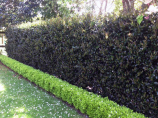 Double hedges look great