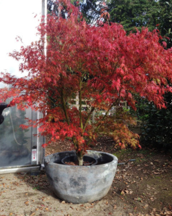 Rukuhia Landscaping - a magnificent Maple