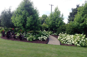 Hydrangea Quercifolia Peewee - Rukuhia Landscaping 