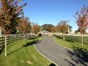 Deciduous Trees For Beautifying Your Driveway