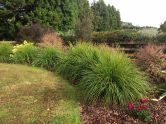 Lomandra Nyalla Grasses