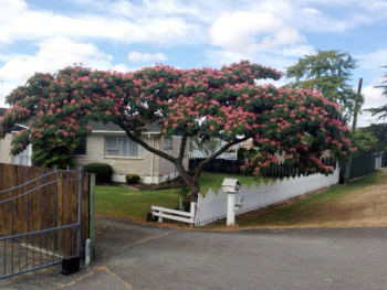 Albizzia Julibrissen Josea (Silk Tree) | Rukuhia Homestead Landscaping