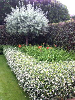 An eye-catching garden featuring star jasmine and michelia gracipes