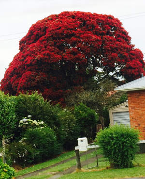 Metrosideros (Pohutukawa) | Rukuhia Homestead Landscaping