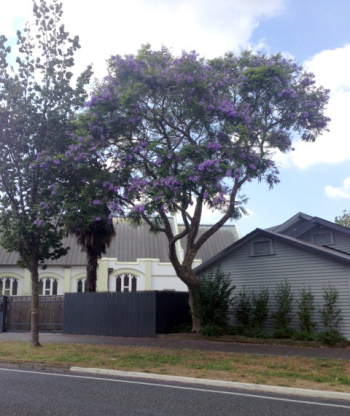 Jacaranda Mimosifolia | Rukuhia Homestead Landscaping | Graeme Burton