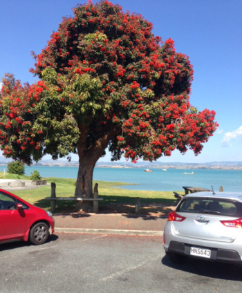 Eucalyptus Ficifolia (Red Flowering Gum) | Rukuhia Landscaping