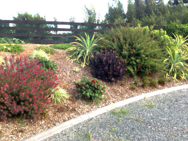 Rukuhia Landscaping - What to plant on a dry bank