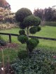 JUNIPERUS KAIZUKA (TOPIARY TRAINED AS BALLS ) -  in this particular garden in the photo ,i used 3 of these topiaries from the topiary different range,and  they added a real x factor,to this english style garden,which also included roses,delphiniums,star jasmine,the garden didnt look anything special,but certainly did after these beauties were added