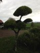PODOCARPUS GRACILIOR topiary trained as clouds- a  living sculpture and feature plant from the topiary different plant range    at the front entranceway,of this rural property,in the waikato.