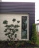 PODOCARPUS MATAPOURI BLUE -Topiary trimmed as balls,and i used this as a real feature plant, in front of this blank white wall,on a new home on the waterways at a coastal property.Over time we will keep these balls getting bigger,and  while this specimen may not look that tall in the photo ,its well over 2.5m tall,