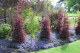 LOROPETALUM SHIRAZMATAZZ (TOPIARY TAPERED COLUMNS) -the burgandy foliage   contrasts beautifully with the strong blue flowers of the  groundcover Ajuga Chocolate chip