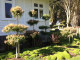 PODOCARPUS HENKLEII (TOPIARY LAYERED CLOUDS) - these topiaries really suit an japanese /asian style garden