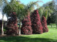 LOROPETALUM SHIRAZ-MATAZZ  (TOPIARY TAPERED COLUMNS) -these specimens are planted as a  grouping in the garden.