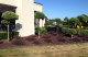 Podocarpus Gracilior Topiary Cloud specimens planted as a grouping in front of this beautiful home, in Hamilton.Each plant was uniquely different,in its  shape and the clouds that were on the end of each branch.The   topiary cloud  specimens from the Topiary Different plant range provided a real focal point in this garden, and each specimen was a piece of "living sculpture".