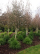 Betula Jacquemontii, with their glistening white trunks, contrast superbly with the lush green foliage of Lomandra Lime Tuff. The key to getting the real impact (as see in this photo) is to make sure you have the spacing of the birches and grasses correct so each individual plant is able to show off itself fully and not look too over crowded.