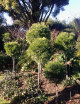 A COLLECTION OF PODOCARPUS GRACILIOR TOPIARY STANDARDS of various heights, give this garden the 'X factor'.