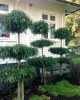 PODOCARPUS HENKLEII TOPIARY - trained as layered specimens look very cool as feature specimens in the garden outside this homestead.