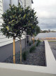 LAURIS NOBLIS TOPIARY STANDARD - these stand out beautifully in front of this white-walled home.