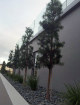 PODOCARPUS PALATOREI TOPIARY COLUMNS on a stem - a beautiful matching set make a stunning statement in front of this modern home.