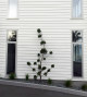 JUNIPERUS KAIZUKA TOPIARY BALLS - the abstract character of this specimen and its dark green foliage make this a real eye-catching piece of "living sculpture" at the front of this home.