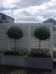 Topiary standards make wonderful feature specimens in troughs on the deck. They perform outstandingly well, in windy exposed sites.