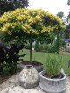 Topiary standard. Not very common to see GOLD NUGGET grafted onto a standard! This plant makes the most awesome container specimen on the patio. Masses of yellow flowers and extremely fragrant. No need to go to Bali when you have this on your patio!