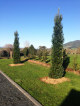 Topiary column. A very good tapered, columnar specimen for the larger property. It’s a redwood selection that grows very compact and  will make a real feature lining a driveway. Responds well to trimming, so you can easily keep it at desired height and width. Extremely hardy.