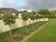 A row of MICHELIA FAIRY BLUSH  topiary standards   makes a very eye  catching statement in front of this long concrete  block wall, and effectively underplanted with groundcover rosemary