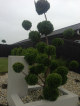 JUNIPERUS KAIZUKA topiary makes  a real feature in a concrete planter box at the front of this property