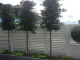 PODOCARPUS MATAPOURI BLUE topiary  being trained as a  pleached hedge, to hide out the neighbours looking down into the courtyard , these are growing perfectly  in troughs on a deck, in the front row at the coast, which is subjected to very strong coastal winds