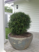 A large topiary ball specimen in a feature pot on the verandah.