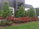 Large topiary specimens  help to soften the tall front entranceway of this modern coastal property, under-planted with red flowercarpet roses