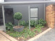 Topiary standard in a lovely large pot makes a real feature at this front entranceway garden. We drilled out the bottom of the pot, so that the plant could grow into the soil underneath, so in years to come the feature specimen wont  get too root-bound and get under stress from continually drying out.