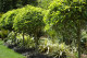 Topiary plaited ficus in matching pots making a real statement at the entranceway