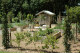 Topiared Bay Tree columns and an assortment of fruiting hedges help to set the scene in their formal potager