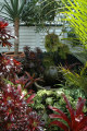 A Tropical garden with plenty of foliage colours and form can make you feel like you are really in the Pacific Islands